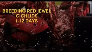 Part 1|| pemijahan ikan red jewel cichlids dari telur sampai usia 12 hari