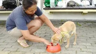 vera no food aggression1