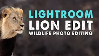 WILDLIFE PHOTO EDITING IN LIGHTROOM | KALAHARI LION
