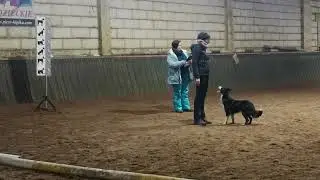 Glan Y Gors TARA - obedience class 3, World championship qualification / Rumianka 05.02.2022
