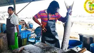 Huge Barracuda Fish Cutting Skills
