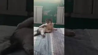 Cats as performance artists #animation #funny #cat #petsrule #music