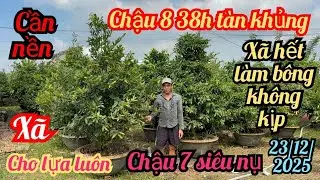 23/12/2025☎️0378716458 Danh 👉 vườn mới cần xã gấp cây lớn tàn khủng chậu 8 chuẩn bị xuống bông 
