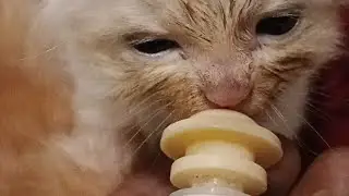 Part 2‼️ melatih #babycat minum #sufor . TERNYATA GAMPANG GAMPANG SUSAH ‼️