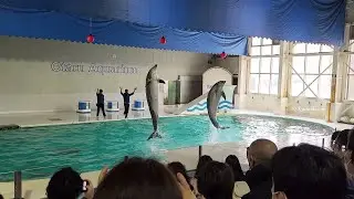Dolphin Show at Otaru Aquarium | Hokkaido Travel | Japan