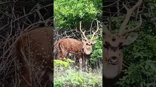 Deer(chital)
