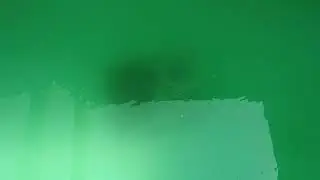 Seauto Shark