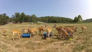 Oak Creek Bone Cam The Yearlings Ep. 9 August 15, 2018