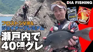 瀬戸内で40cmオーバーのグレ！