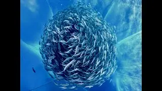 Blutopia June 2023