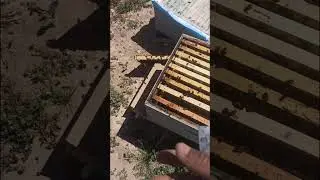 خروج طرد نحل و ملاحظات تعرف بها الخلية التي قامت بالتطريد الطبيعي