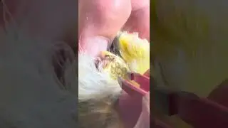 Removing a canary feather cyst (part 1)