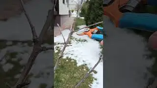 🍎КАК ОБРЕЗАТЬ ЯБЛОНЮ ВЕСНОЙ🌳 #обрезка #сад #яблоня