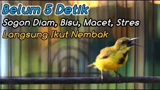 SOGON NGRIWIK NEMBAK PALING COCOK BIKIN SOGON APAPUN LANGSUNG IKUTAN GACOR‼️PANCINGAN PENGGACOR JITU