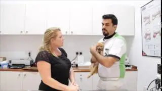 Heat stroke and dogs (UAE)