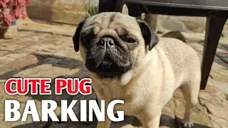 Angry Pug Barking sound | dogs barking sound compilation | angry dogs barking sound