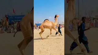 The Big Camle Festival In Layyah Punjab Pakistan