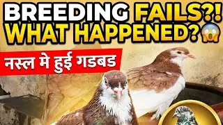 Siraji pigeon mistakes in breeding