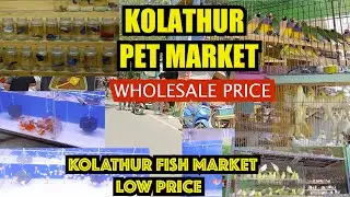 Kolathur Fish Market 2025 🐠:Chennai's Aquarium Paradise🔥