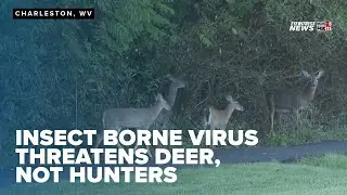 Outbreak of Epizootic Hemorrhagic Disease found lethal to deer is no threat to humans
