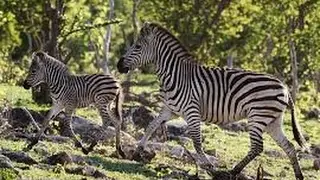 National Geographic Documentary - The Great Zebra Migration - BBC Discovery Planet Animals