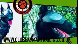 Close K9 Mantrailing Montage