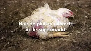 Hoe de plofkip uitsterft in de supermarkt