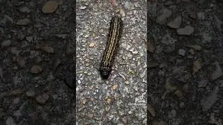 Anisota senatoria, the orangestriped oakworm #nature #iratherbeinnature #oakworm #caterpillar