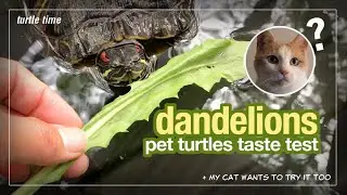 Do Red-Eared Turtles Like To Eat Dandelions? (Taste Test)