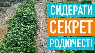 Why Plant Green Manure? A Simple Solution for Healthy Soil. For the Lazy but Wise! Green manure.