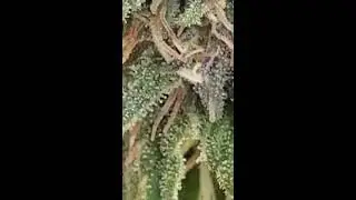How To Tell When Your Cannabis is Ready to Harvest, Using the Tricomes