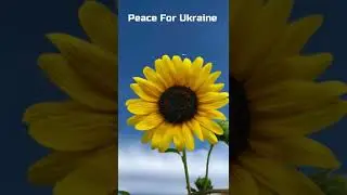 Sunflowers for Ukraine 🌻🌻 #sunflowersforukraine #peaceforukraine #nowar