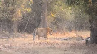 Tiger V/S tiger fight - 