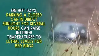 Can Bed Bugs Live in Cars? Signs and Removal Tips | The Bed Bug Doctor