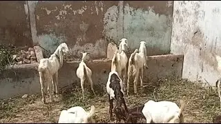 hello guys Sherali goat farm beautiful goats eating green grass &hearts;️&hearts;️&hearts;️&hearts;️&hearts;️🦌🦌🦌🐐🐐