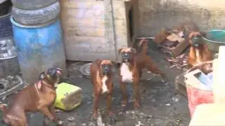 Mistreated dogs Malta - 720p.mov