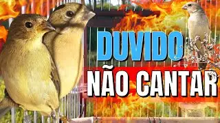 Melhor Piado de fêmea de papa capim para Foguear Papa capim tui tui