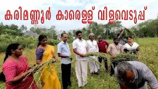 കരിമണ്ണൂർ കാരെള്ള് വിളവെടുപ്പ് മഹോത്സവം |Karimannoour  Sesame Harvest Festival |