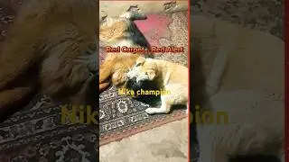 Wow! Nika Tackles Rex Like a Pro! Red Carpet Chaos!🐾😂🎬😆💢