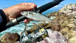 ENCONTRÉ los PARGOS de ORILLA con LISA // PESCA DE ORILLA CON ROGER
