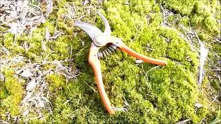 Comment utiliser un sécateur ? - Monjardindansleslandes