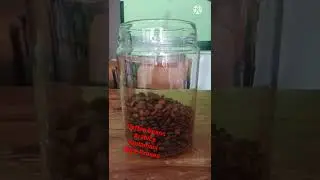 Coffee Beans Arabica Wine Proses