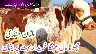 Today Multan Cow Mandi New Latest Update| Chota Mall sacrifice 2027|18 January 2026