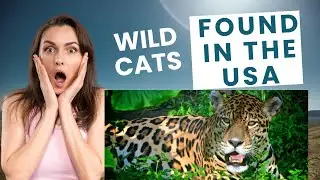 Wild Cats Of The USA: Discover Respect And Stay Safe