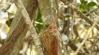 Red-billed Scythebill from Caatinga - NE Brazil 2020