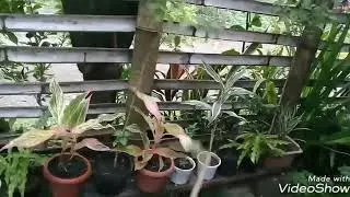 Created by VideoShow: 