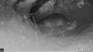 Hottentot Golden Mole Underground
