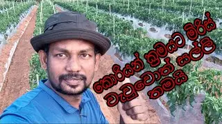 කොරියාවේ මිරිස් වගාව 1