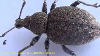 Ukraine, Kyiv. Spring Beetle Весенний Монстр: Корневой люцерновый долгоносик Otiorrhynchus ligustici
