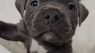 Beautiful ABKC Standard American Bully Puppies ❤️ @StrongBornBullies
